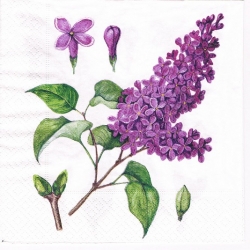 Serwetka   -3039-   kwiat bzu